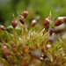 Tortula truncata - Photo (c) Stefan Gey,  זכויות יוצרים חלקיות (CC BY-NC), הועלה על ידי Stefan Gey