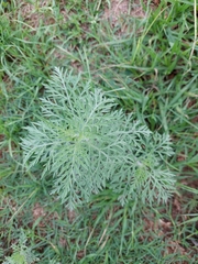 Ambrosia tenuifolia