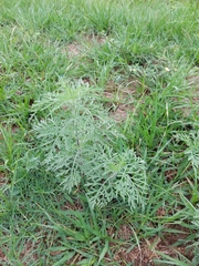 Ambrosia tenuifolia