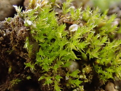 Dicranella staphylina