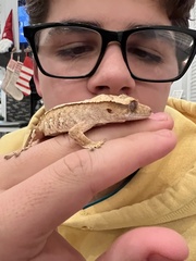 Correlophus