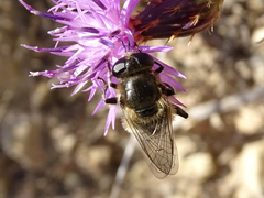Platynochaetus setosus