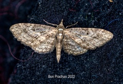 Eupithecia