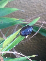 Antiteuchus tripterus