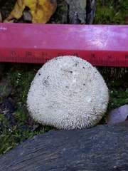 Lycoperdon caudatum