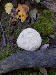 Lycoperdon caudatum