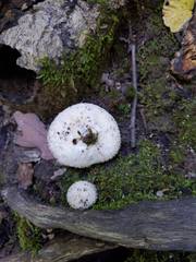 Lycoperdon caudatum