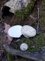 Lycoperdon caudatum