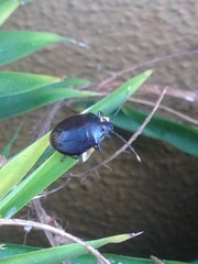 Antiteuchus tripterus