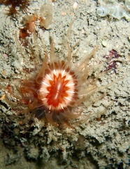 Caryophyllia smithii