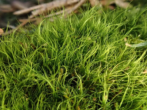 Dicranodontium denudatum