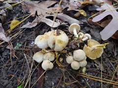 Pholiota lutescens