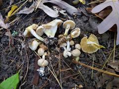 Pholiota lutescens