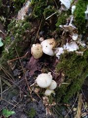 Pholiota lutescens