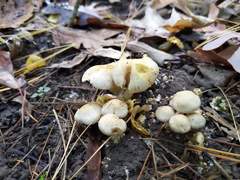 Pholiota lutescens
