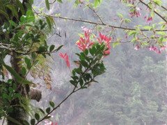 Vaccinium emarginatum