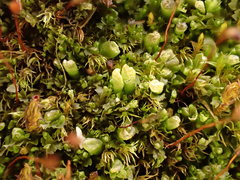 Mesoptychia badensis