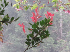 Vaccinium emarginatum