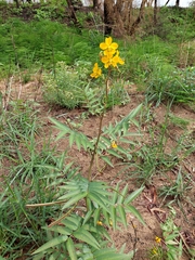 Senna scabriuscula