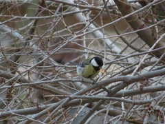 Parus major