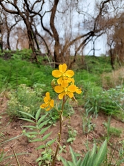 Senna scabriuscula