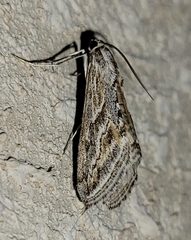 Evergestis vinctalis