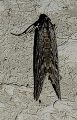 Evergestis vinctalis