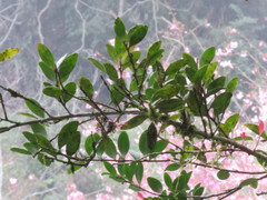 Vaccinium emarginatum
