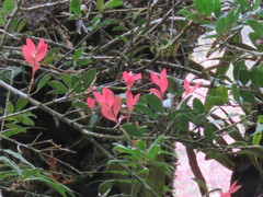 Vaccinium emarginatum