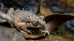 Lau's Leaf Little Toad photo 2