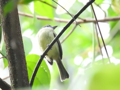 Tolmomyias sulphurescens