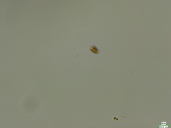 Cryptista