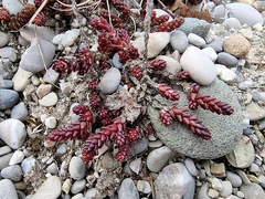 Sedum acre