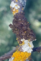 Melanohalea multispora