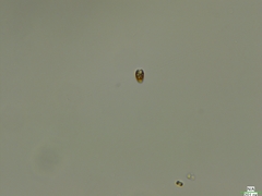 Cryptista