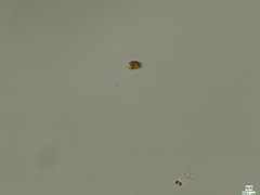 Cryptista