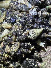 Cerithium litteratum
