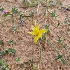 Gagea reticulata