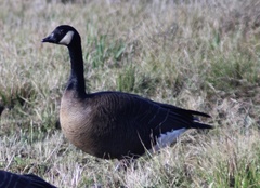 Branta canadensis occidentalis