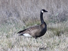 Branta canadensis occidentalis