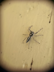 Salticidae