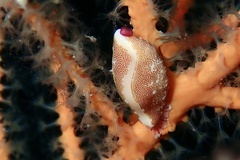 Simnia spelta