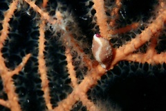 Simnia spelta