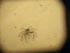 Salticidae