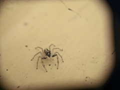 Salticidae