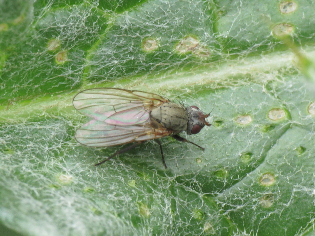 Agromyza apfelbecki