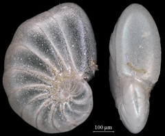 Nonionella auricula