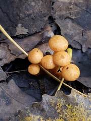 Pholiota prolixa