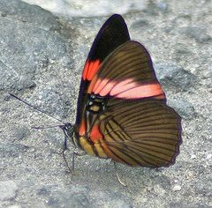 Adelpha lycorias