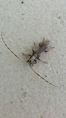 Stenidea troberti